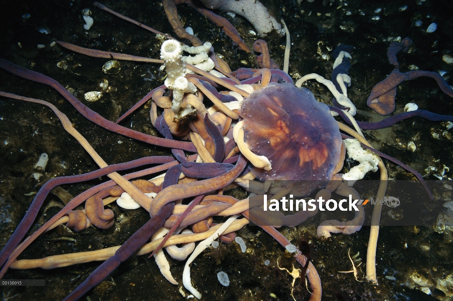 Probóscide gusano (Parborlasia corrugatus) grupo ataque y alimento en jalea, Antártida