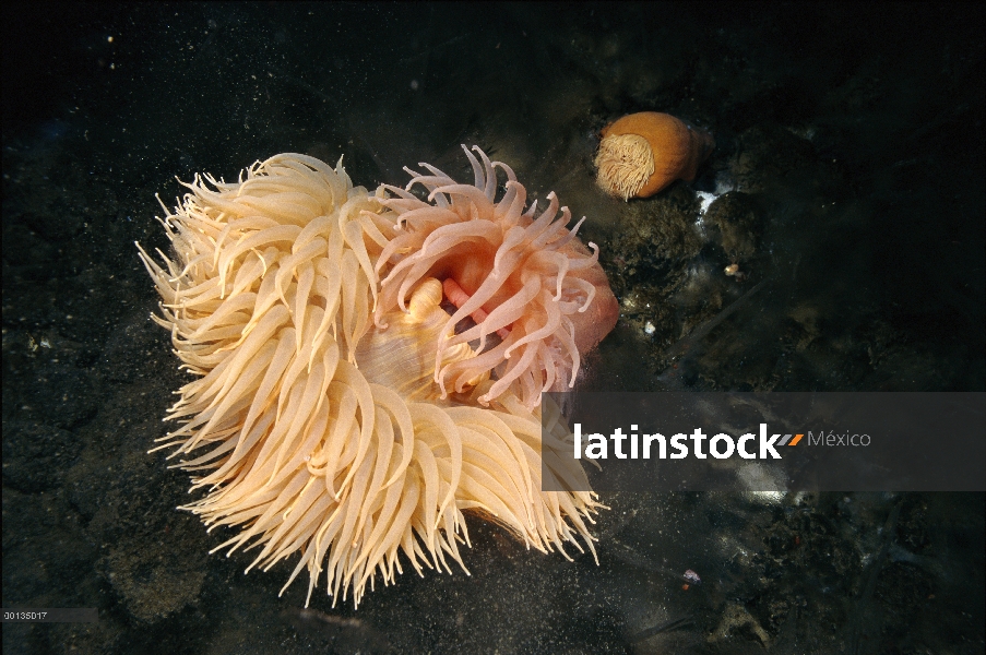 Anémona de mar (Urticinopsis antarctica) y (Isotealia antarctica) a la derecha, asiendo presa entre Anémona de mar (Urticinopsis antarctica) y (Isotealia antarctica) a la derecha, asiendo presa entre