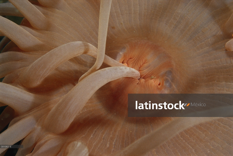 Anémona de mar (Urticinopsis antarctica) alimentación por lamer las partículas de comida de un tentá