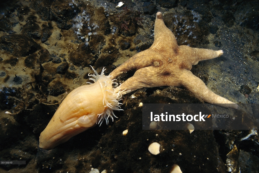 Anémona de mar (Urticinopsis antarctica) alimentación en una estrella de mar Spongivorous (Perknaste