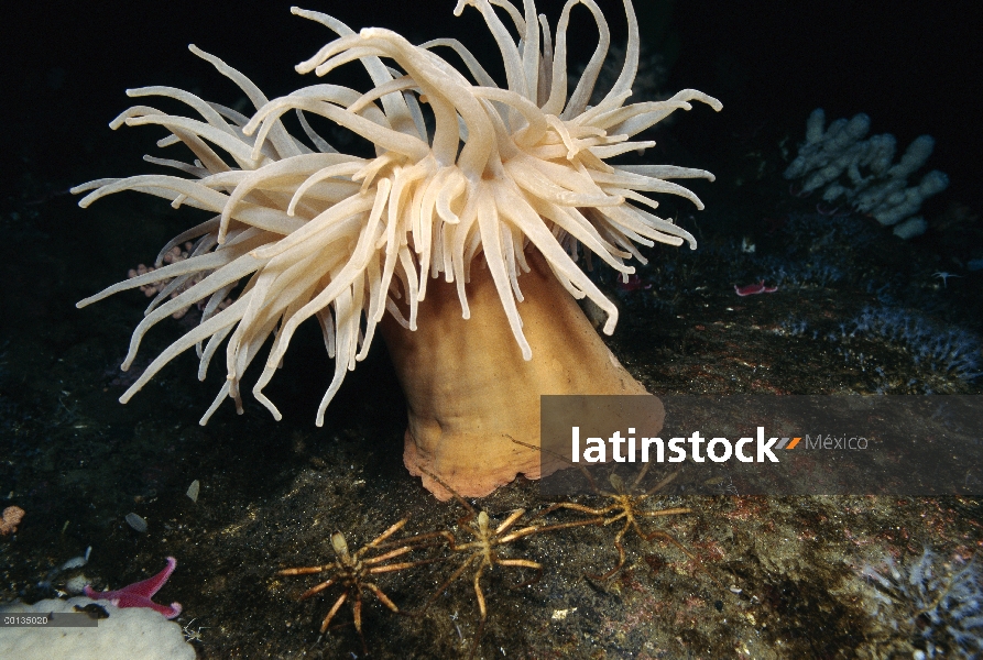 Anémona de mar (Isotealia antarctica) y arañas de mar, Antártida