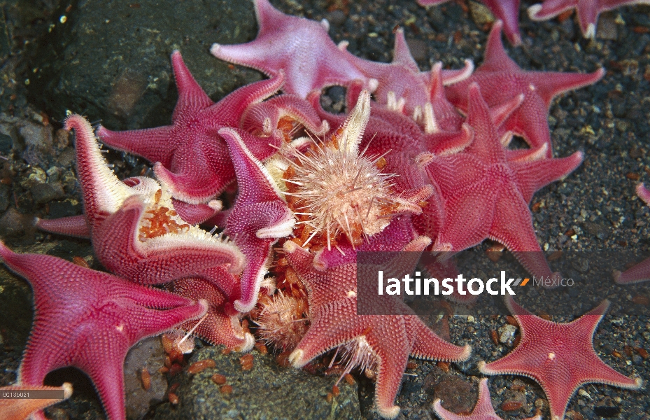 Estrella de mar (Odontaster validus) grupo atacando y comiendo un erizo de mar (Sterechinus neumayer