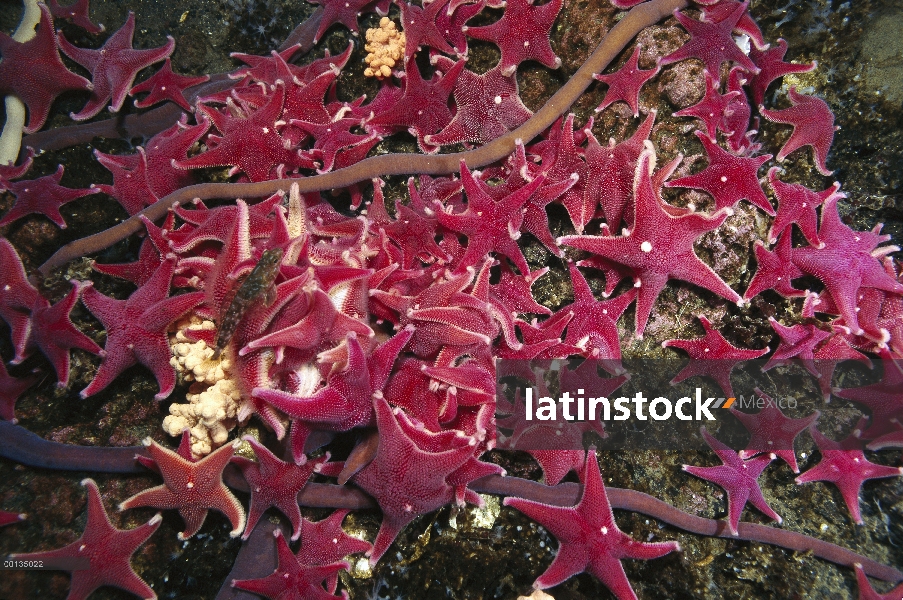 Grupo de gusanos (Parborlasia corrugatus) probóscide y estrellas de mar (Odontaster validus) se alim