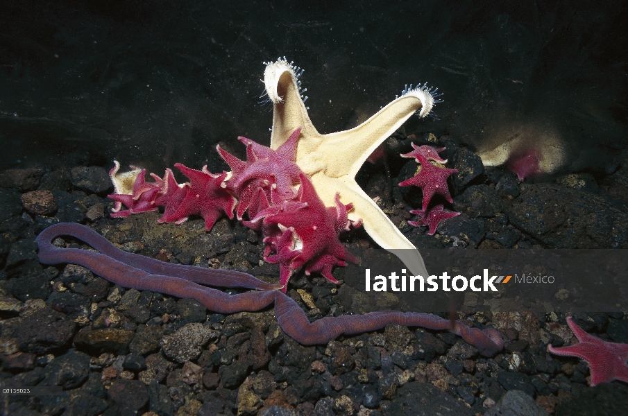 Grupo estrella de mar (Odontaster validus) en la cueva de hielo por debajo del orificio del sello, a