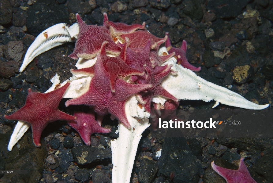 Grupo estrella de mar (Odontaster validus) en la cueva de hielo por debajo del orificio del sello, a