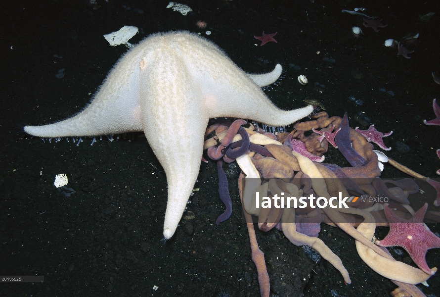 Estrella de mar (Odontaster validus) y nemertinos (Parborlasia corrugatus), Antártida