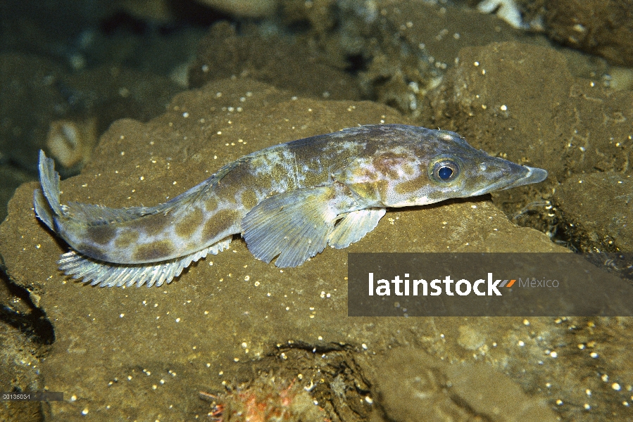 Dragonfish desnuda (Gymnodraco acuticeps) utiliza glicoproteínas anticongelantes para evitar congela