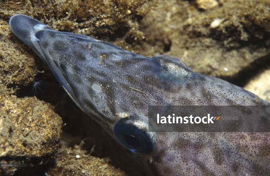 Dragonfish desnuda (Gymnodraco acuticeps) utiliza glicoproteínas anticongelantes para evitar congela