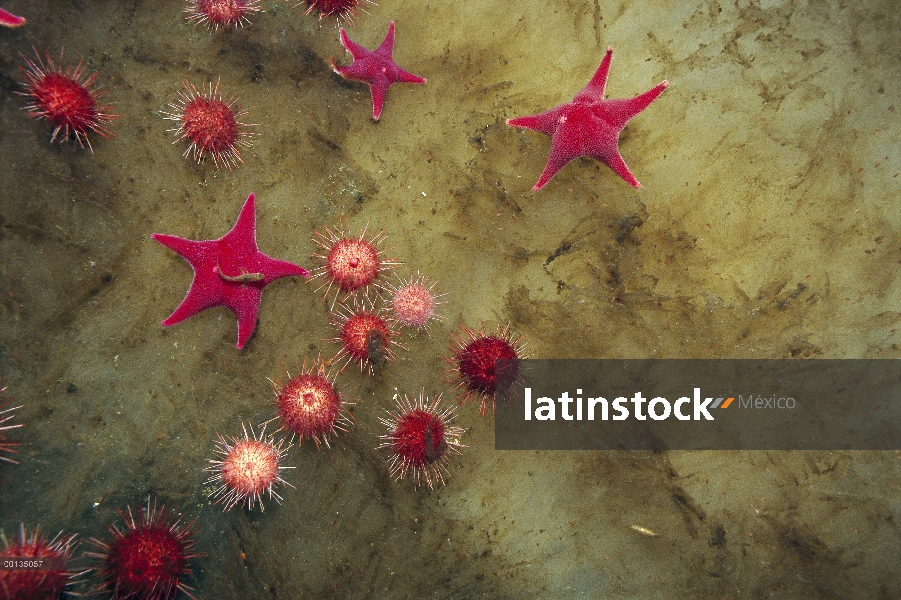 Grupo de erizo de mar (Sterechinus neumayeri) y estrellas de mar se reúnen en una caída de hielo par