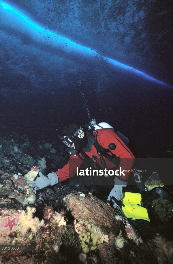 Dr. Bill Baker recoge invertebrados, en busca de compuestos químicos, Antártida