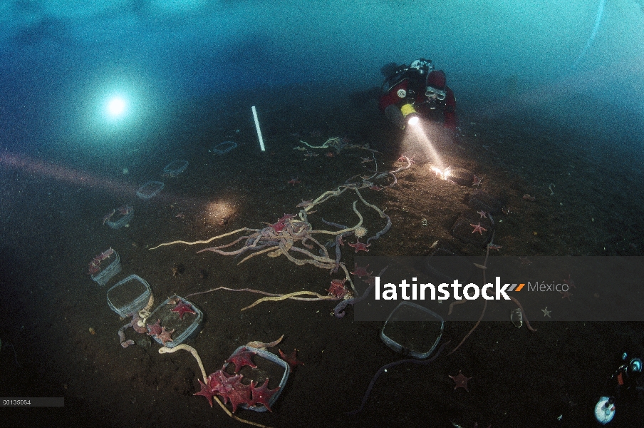 Buzos de investigación realización experimento a largo plazo bajo el agua, Antártida