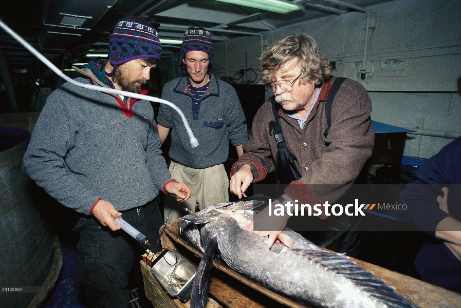 Bacalao Antártico (Dissostichus mawsoni) estudiado por investigadores en la Base estadounidense de l