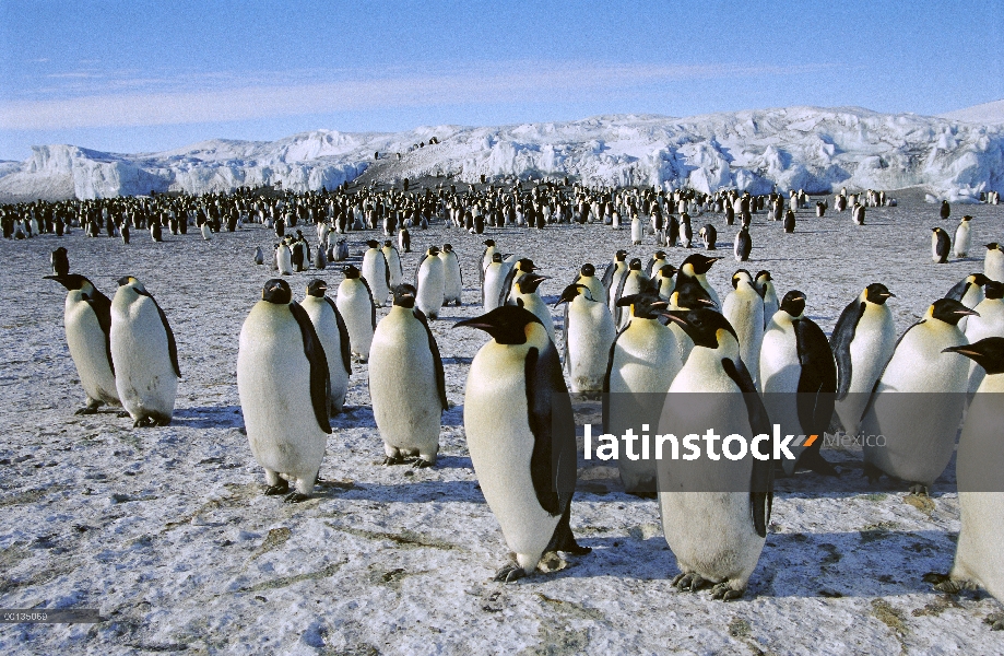 Pingüino emperador (Aptenodytes forsteri) Colonia, Cape Crozier, Antártida