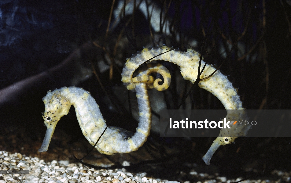 Caballito de mar cola de tigre (Hippocampus viene) pareja de apareamiento, macho Couve huevos y da a