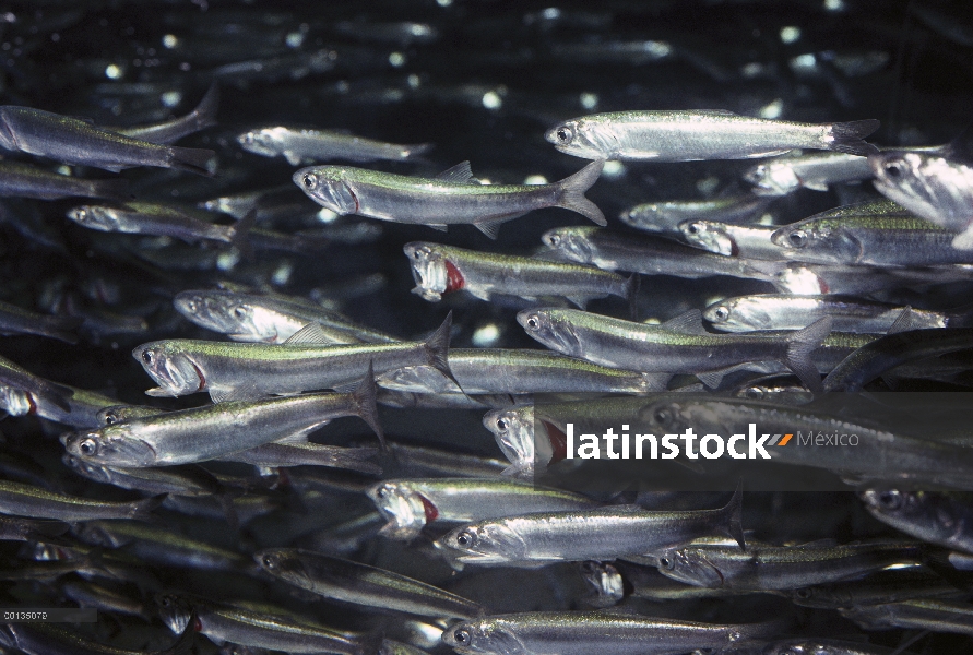 Escuela norte en anchoveta (Engraulis mordax), alimenta por filtrar agua a través de las branquias, 