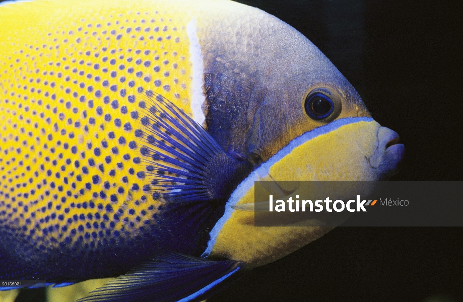 Rodeada de azul Pez Ángel (Pomacanthus navarchus), Indo-Pacifico