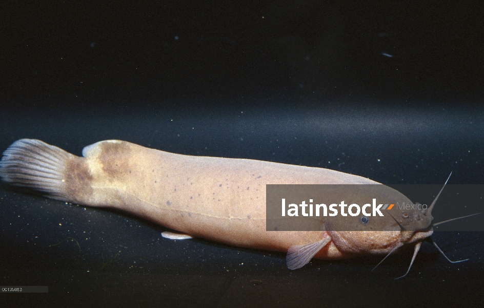 Siluro eléctrico (Malapterus sp) en el nativo de acuario de Steinhart, San Francisco, California, Áf