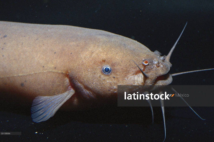 Siluro eléctrico (Malapterus sp) en el nativo de acuario de Steinhart, San Francisco, California, Áf