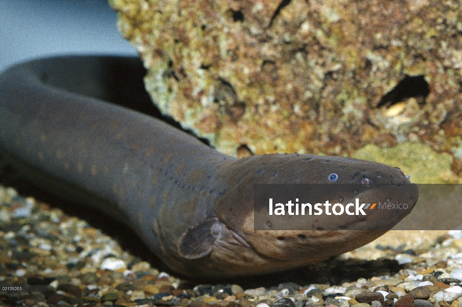 Anguila eléctrica (Electrophorus electricus) puede generar hasta 220 voltios, agua dulce, acuario de