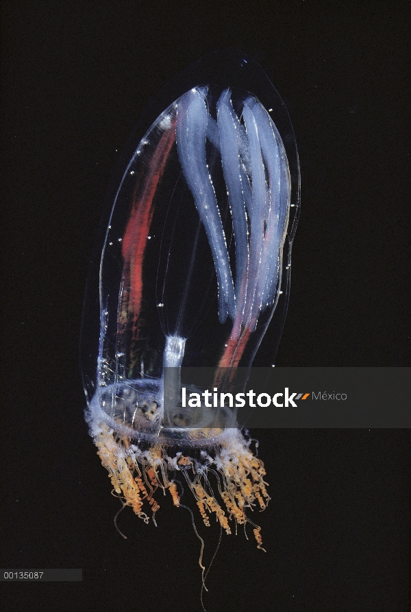 Rosa bajo el agua, medusas de casco (Aglantha digitale) Ártico