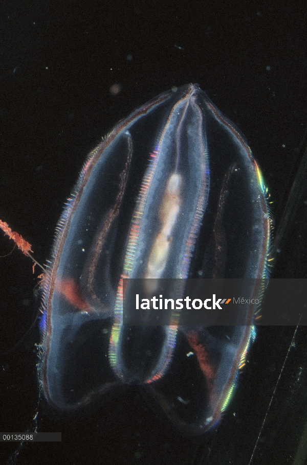 Peine de jalea (Mertensia ovum) se alimenta de krill que se digiere rápidamente dentro de tripa tran