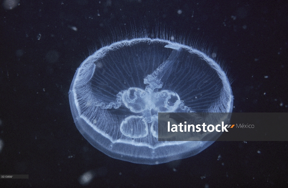 Luna armas orales Jelly (Aurelia aurita) en hoja de trébol, Ártico