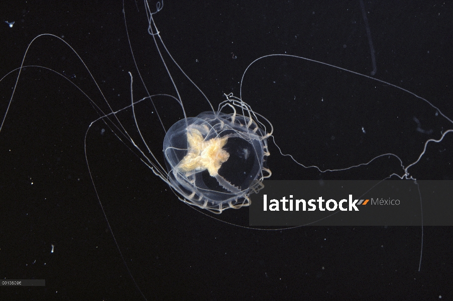 Estrechos medusas diminutas de medusas (Catablema vesicarium), Ártico