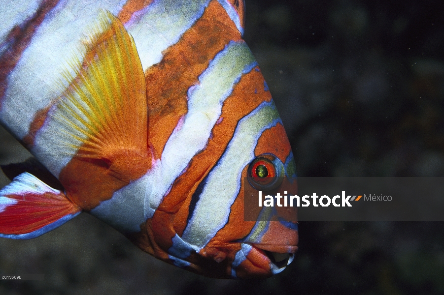 Tuskfish (Choerodon sp) un pez con dientes grandes típicos, gran barrera de coral, Australia