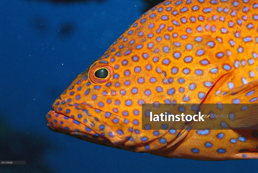 Mero coral (Cephalopholis Miltochrista) será de un tipo de mero, cambios de color en, gran barrera d