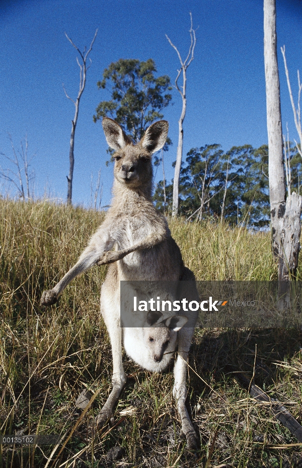 Madre canguro gris (Macropus giganteus) oriental con joey, en vacas pastos y desiertos, Australia