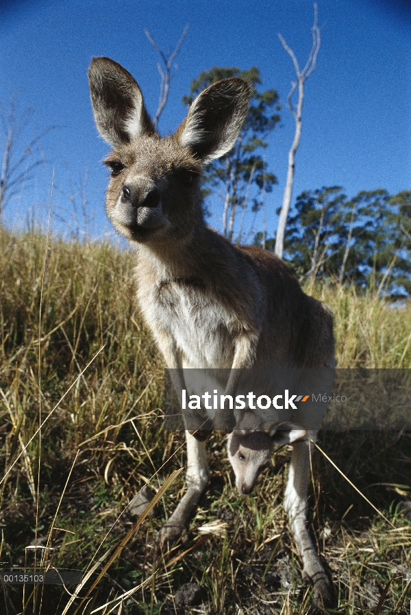 Madre canguro gris (Macropus giganteus) oriental con joey, en vacas pastos y desiertos, Australia