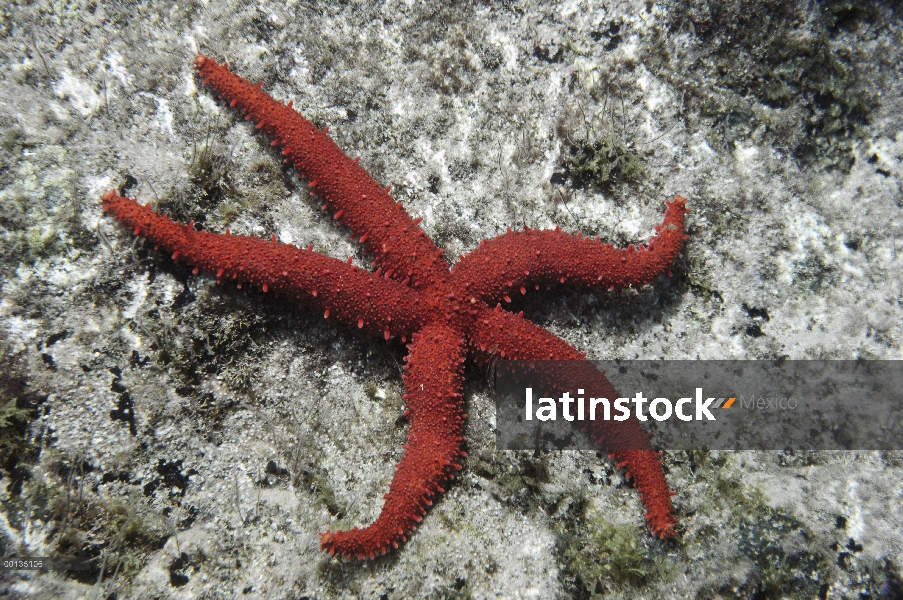 Estrella de mar de Bradley (Mithrodia bradleyi) es flexible, parecido a la goma mar de Cortés, Baja 