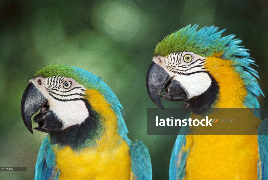 Azul y par de guacamayo amarillo (Ara ararauna), vivo a 50 años, Brasil