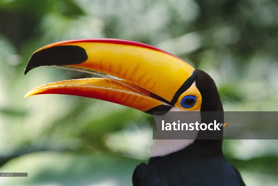 Tucán toco (Ramphastos toco) bill es realmente ligero y esponjoso, Brasil