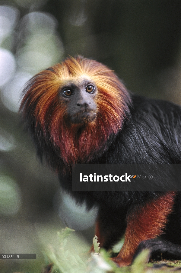 Cabeza dorada retrato de león dorado (Leontopithecus chrysomelas), selva amazónica, Brasil