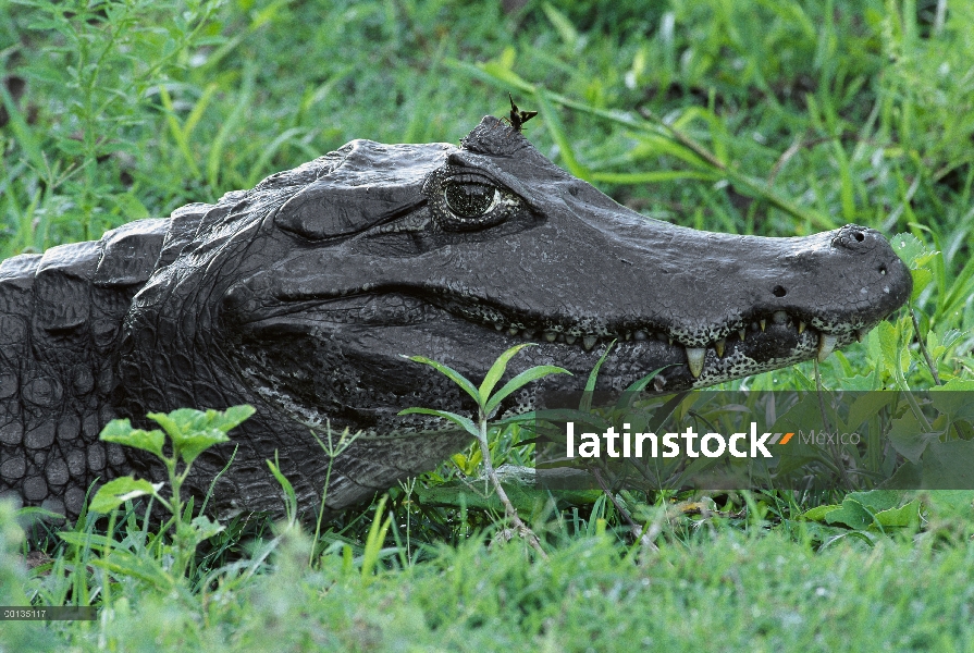 Alimentan de las secreciones del ojo Caiman yacaré (Caiman yacare) por avispa, Pantanal, Brasil