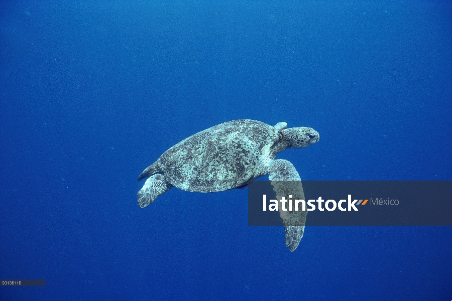 Tortuga del mar verde (mydas de Chelonia) nadar bajo el agua, llegan a la isla oceánica de Sipadan p