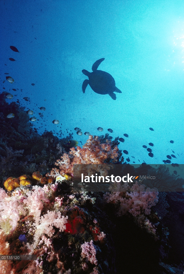 Tortuga verde (Chelonia mydas) llegan a la isla oceánica de Sipadan para mate y el resto, Borneo