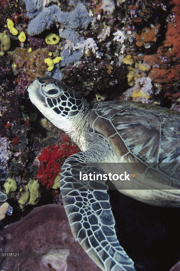 Tortuga verde (Chelonia mydas) en Arrecife llegan a la isla oceánica de Sipadan para mate y el resto