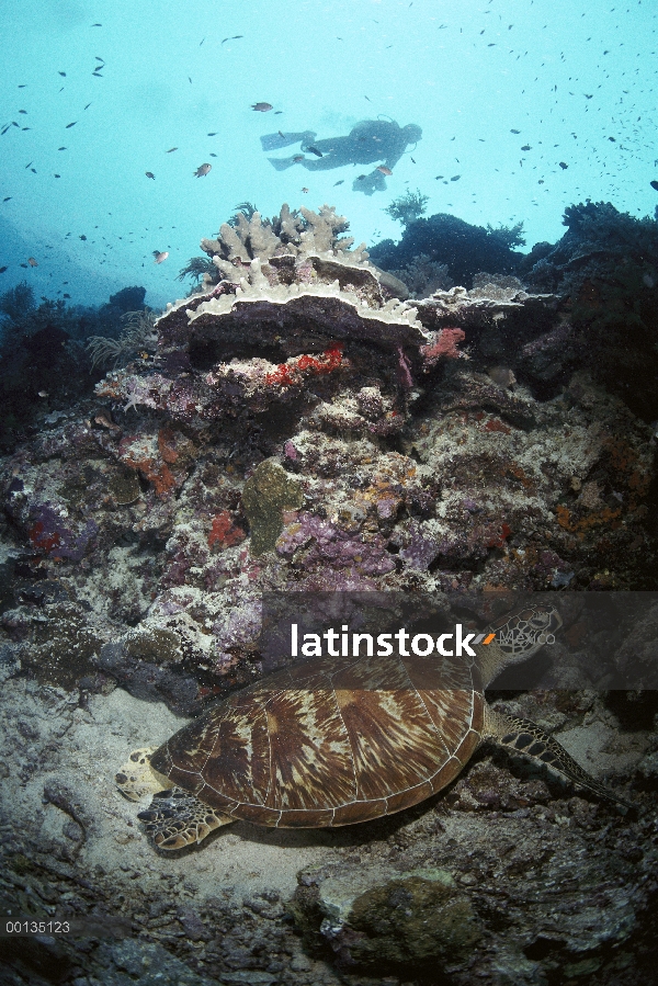 Tortuga verde (Chelonia mydas) y buceo en el arrecife de coral, isla de Sipidan, de Borneo