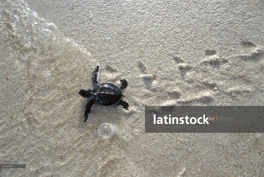 Crías de tortuga verde (Chelonia mydas), haciendo su camino hacia el mar, Borneo