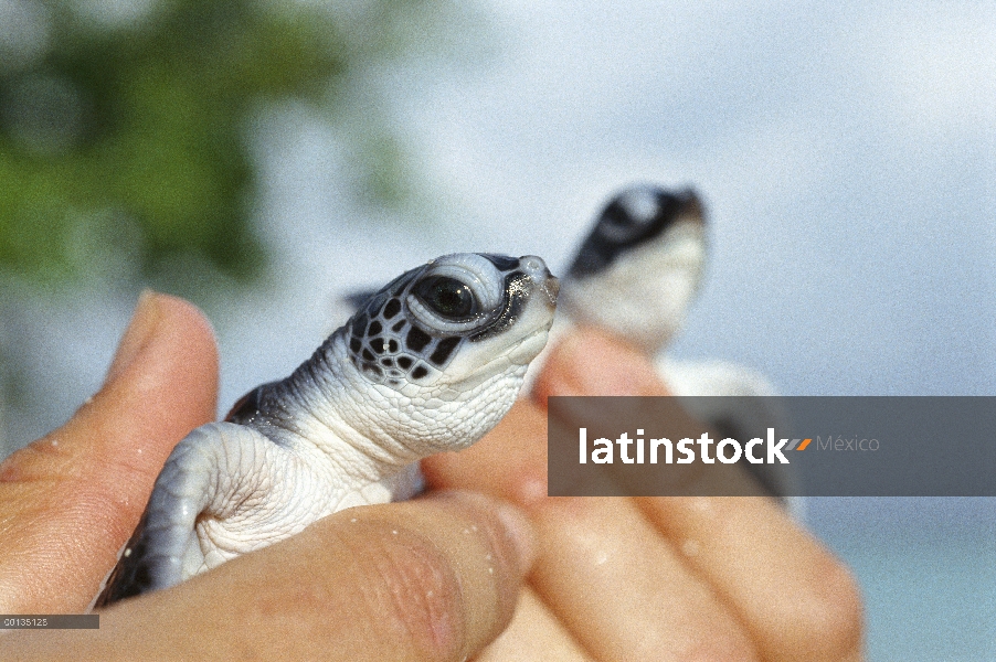 Crías de tortuga verde (Chelonia mydas), Borneo