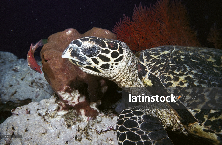 Tortuga Carey tortuga marina (Eretmochelys imbricata) alimentándose de una esponja, isla de Sipadan,