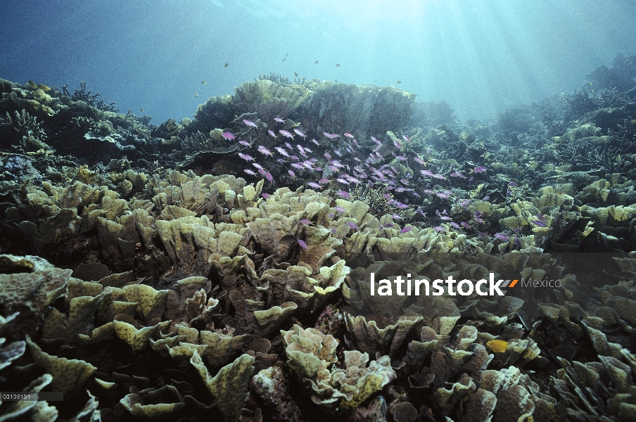 Amethyst Anthias (Pseudanthias pascalus) juvenil y mujer y corales lechuga (Agariciidae) cerca de Sa