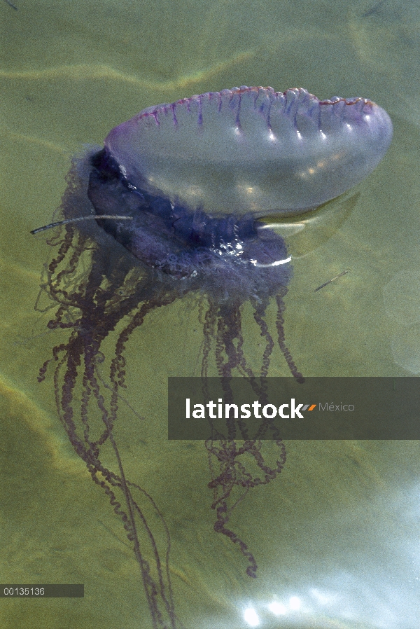 Hombre Portugués de guerra (Physalia physalis) una colonia siphonophore divididos en grupos de traba