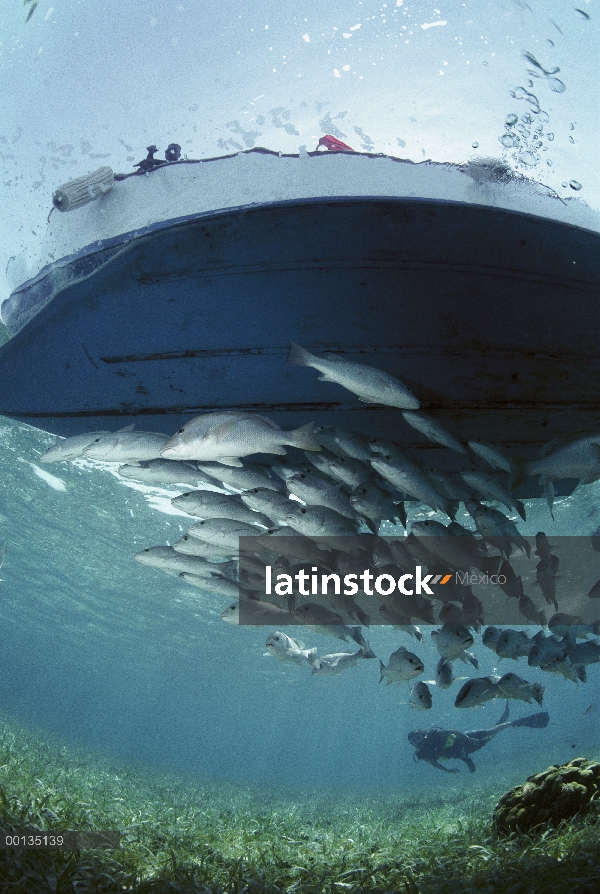 Gris escuela de pargos (Lutjanus griseus) en barco y buceo, reserva marina de Hol Chan, Ambergris Ca