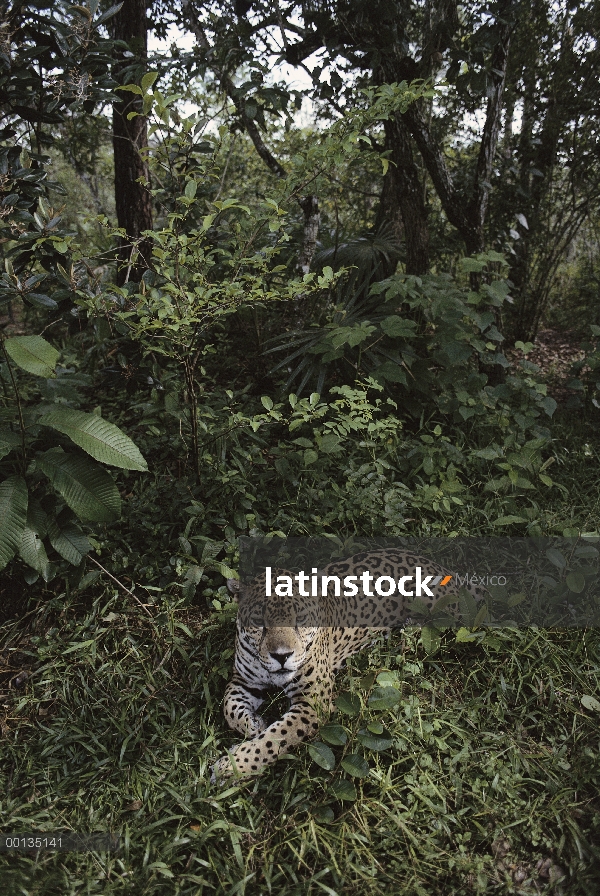 Jaguar (Panthera onca) descansando en la selva, Belice