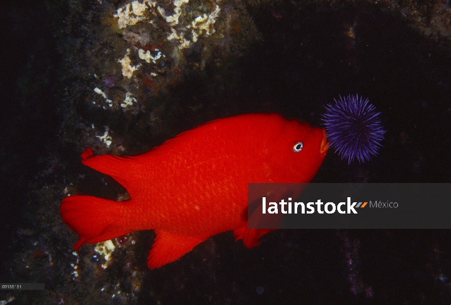 Los hombres de Garibaldi (Hypsypops rubicundus) defienden el nido algas mediante la eliminación de p