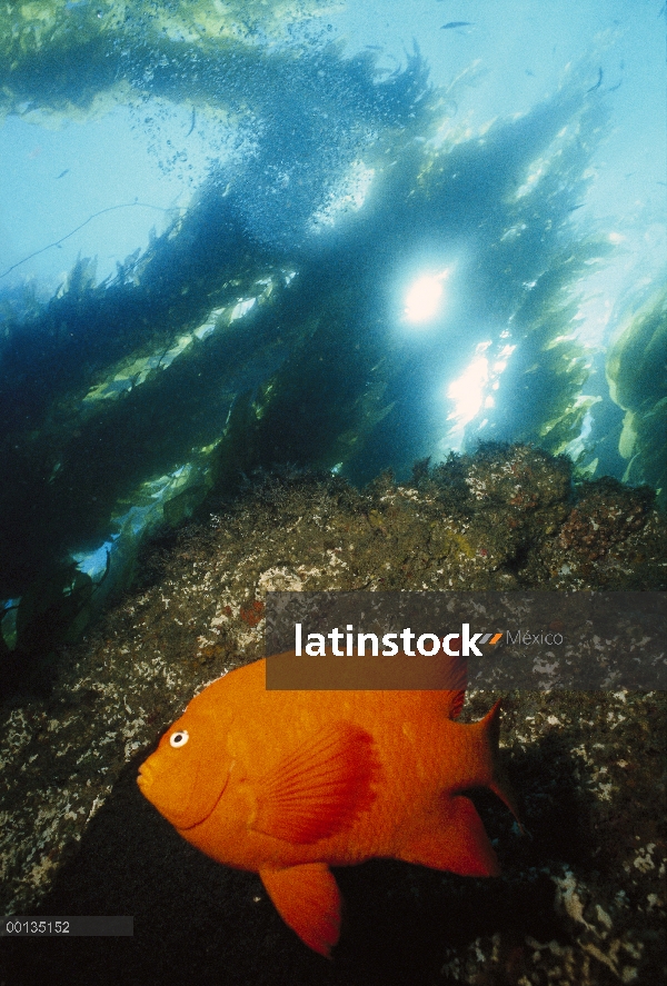 Hombre de Garibaldi (Hypsypops rubicundus) en bosques de algas, sur de California