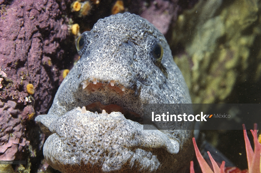 Lobo de anguila (Anarrhichthys ocellatus) seis pies de largo, se alimenta de cangrejos y erizos, de 